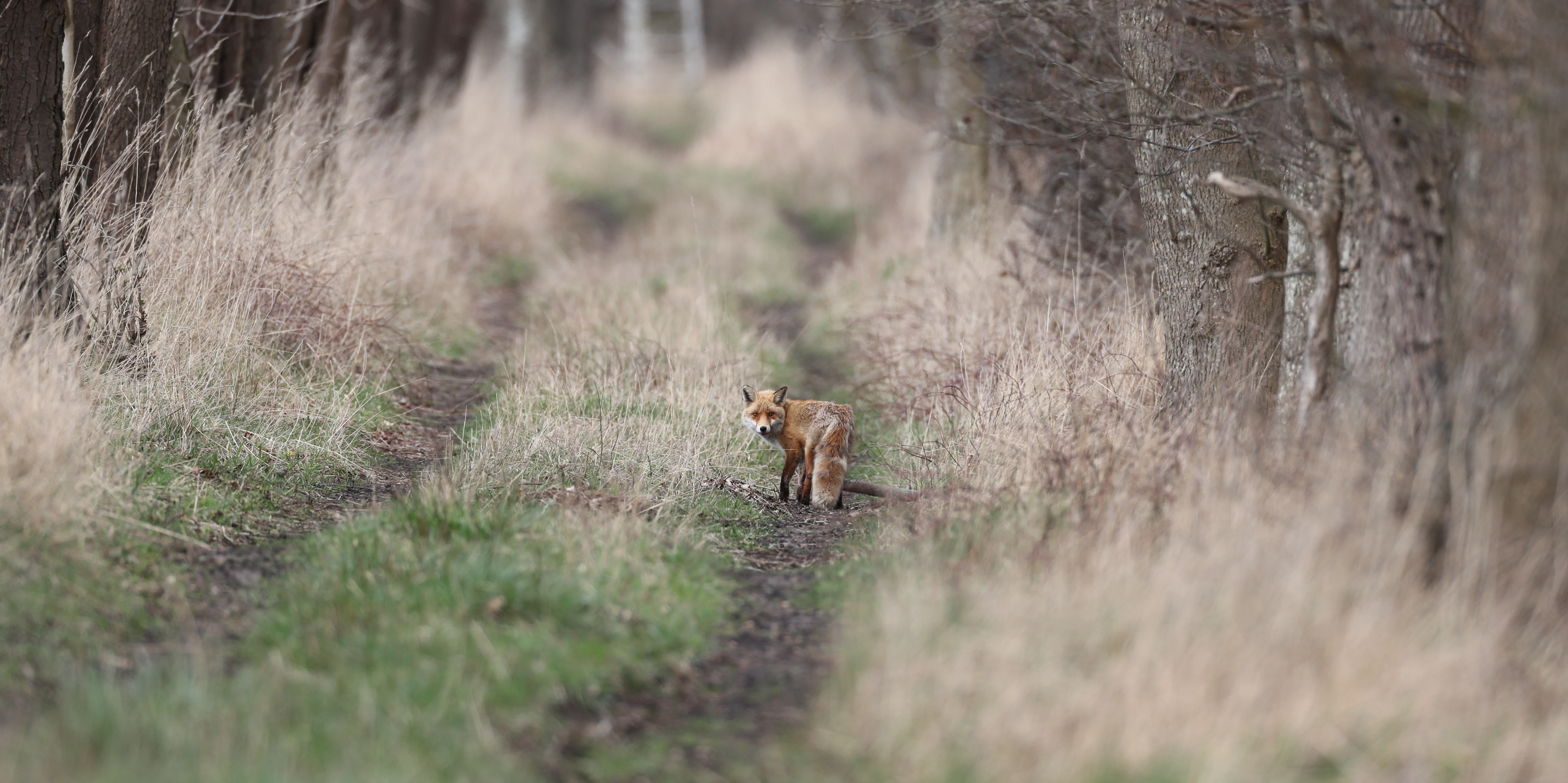Tierfotografie - Fuchs