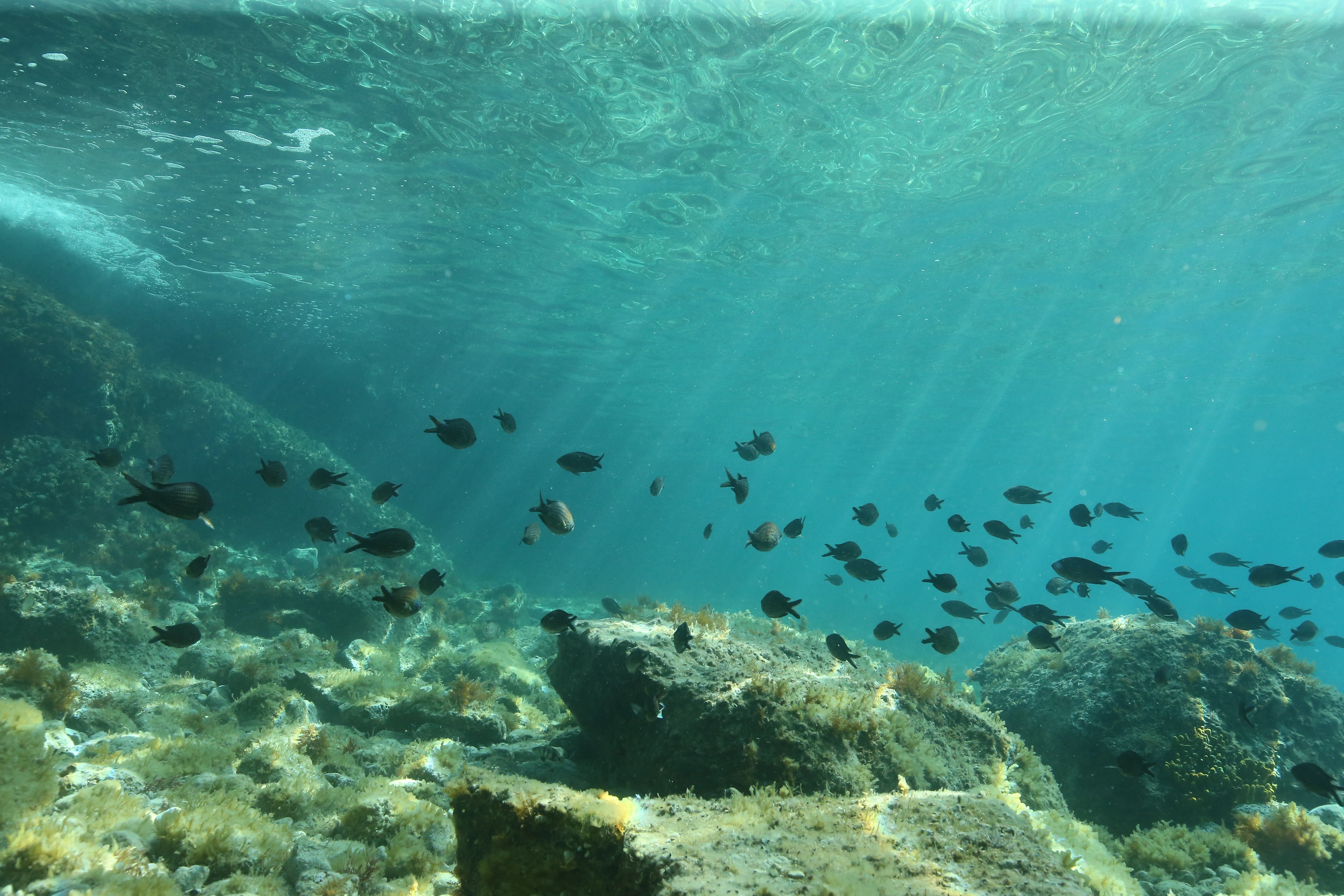 Unterwasserfotografie Unterwasserfotografie