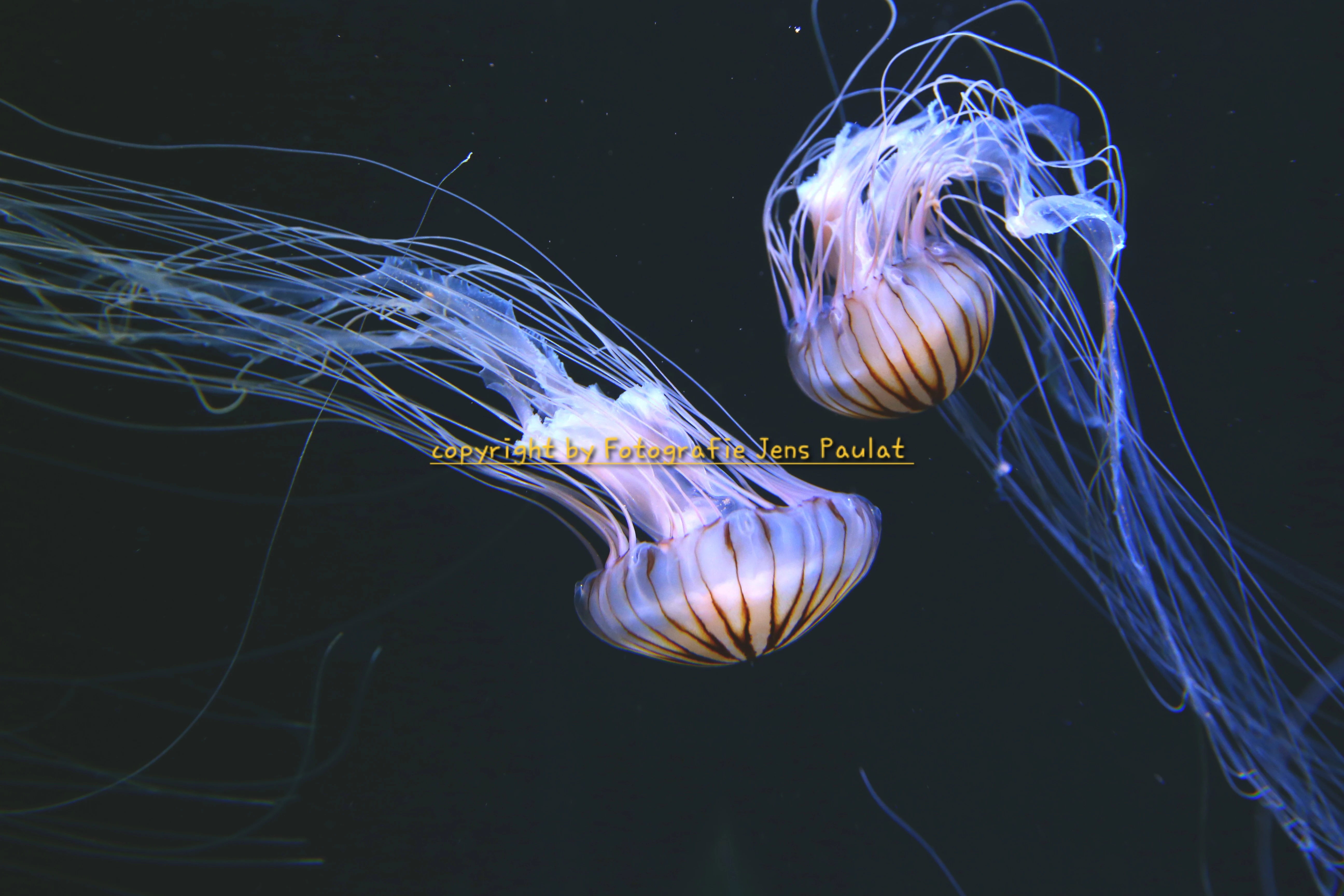 Unterwasserfotografie Unterwasserfotografie