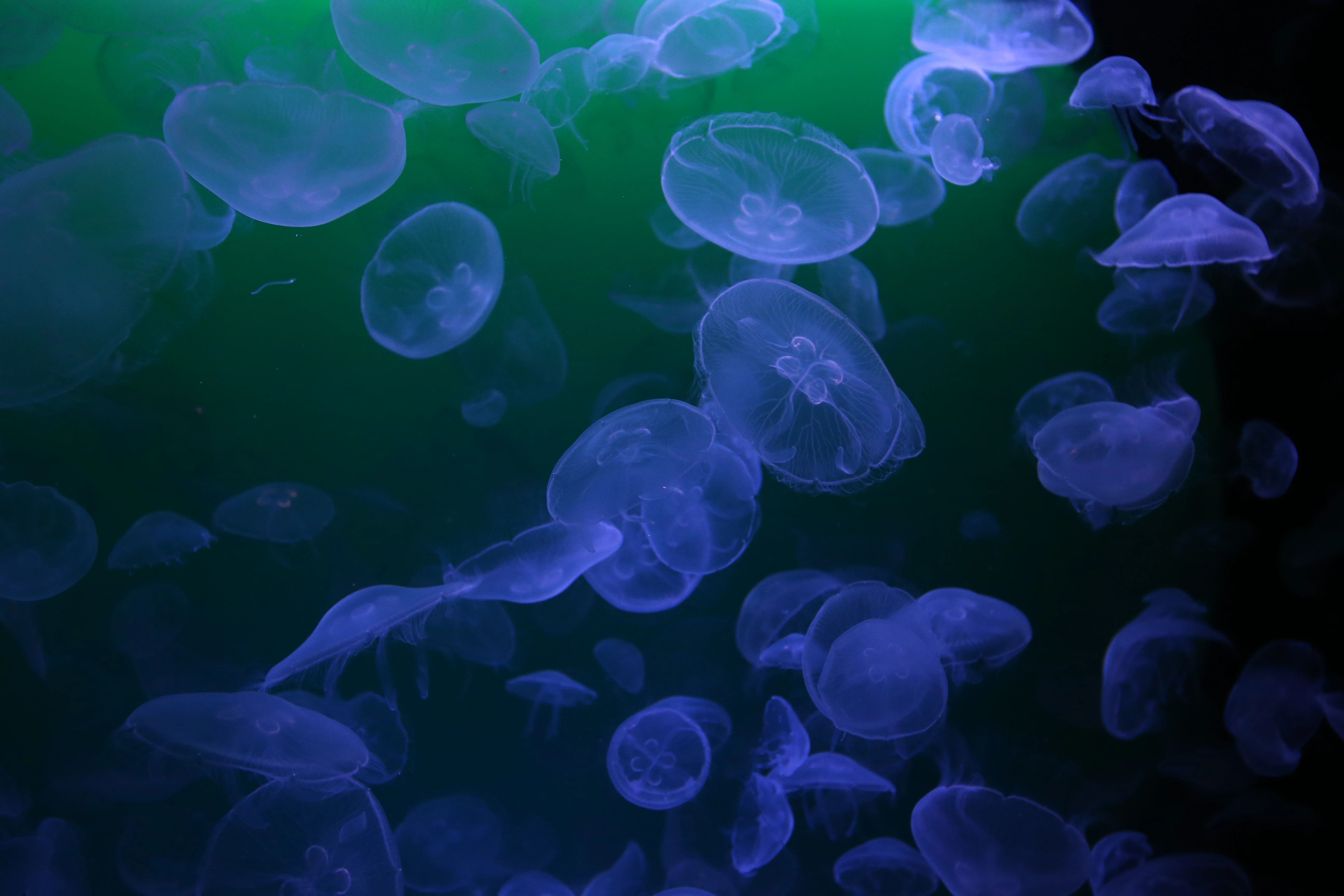 Unterwasserfotografie Unterwasserfotografie