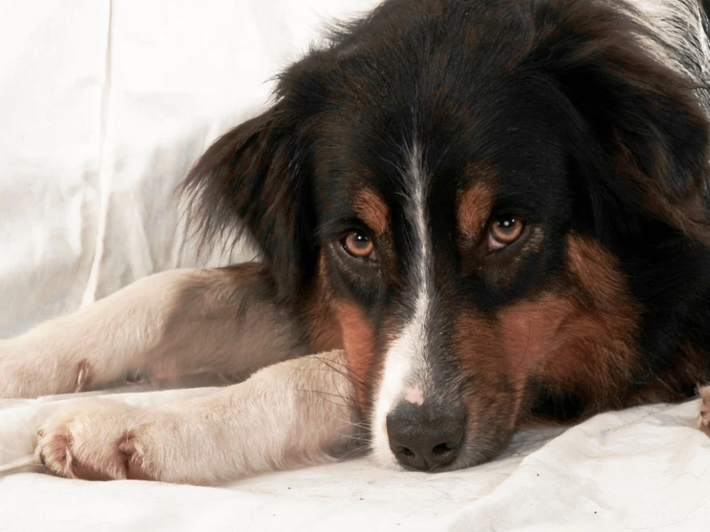 Tierfotografie Tierfotografie